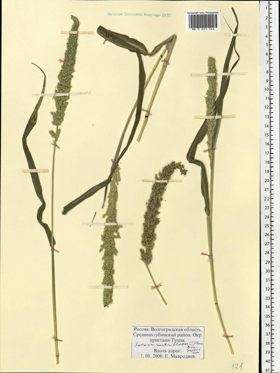 Setaria verticillata (L.) P.Beauv., Eastern Europe, Lower Volga region (E9) (Russia)