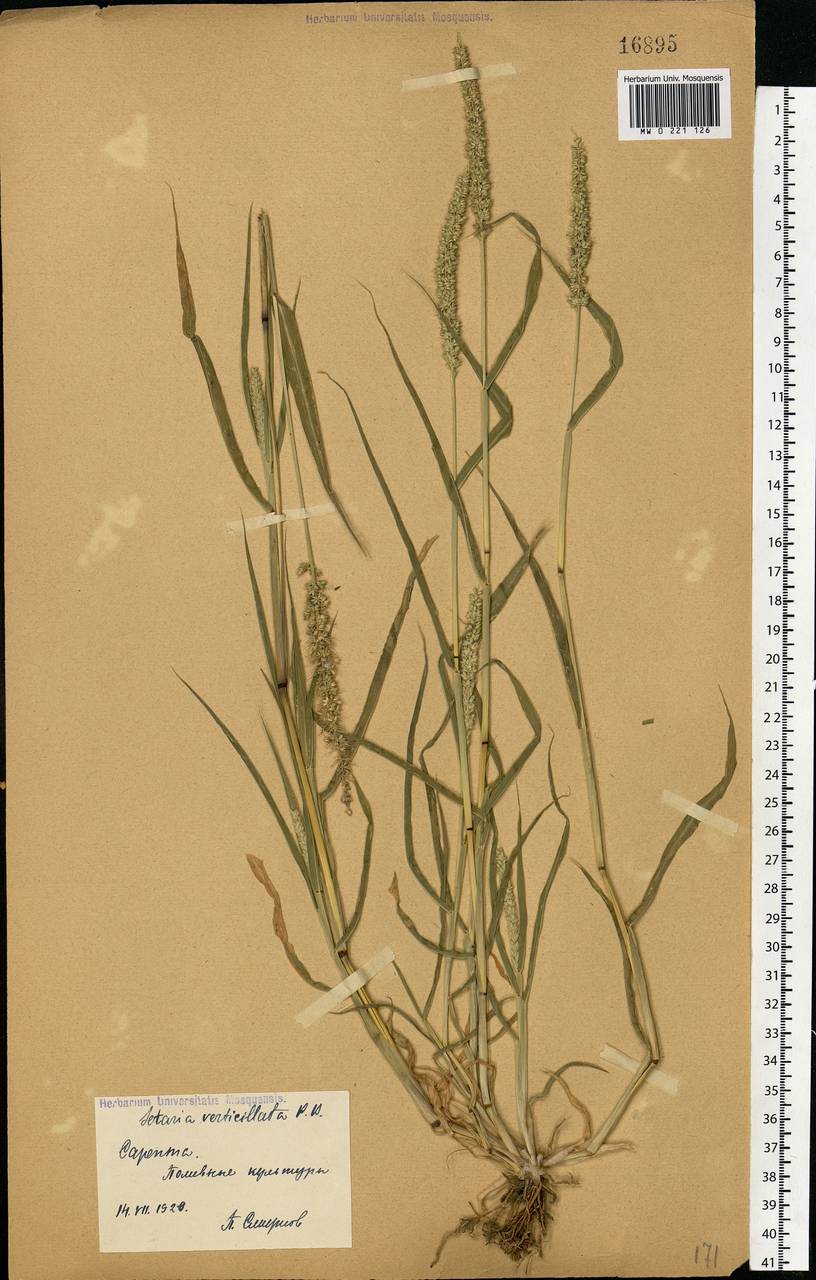Setaria verticillata (L.) P.Beauv., Eastern Europe, Lower Volga region (E9) (Russia)