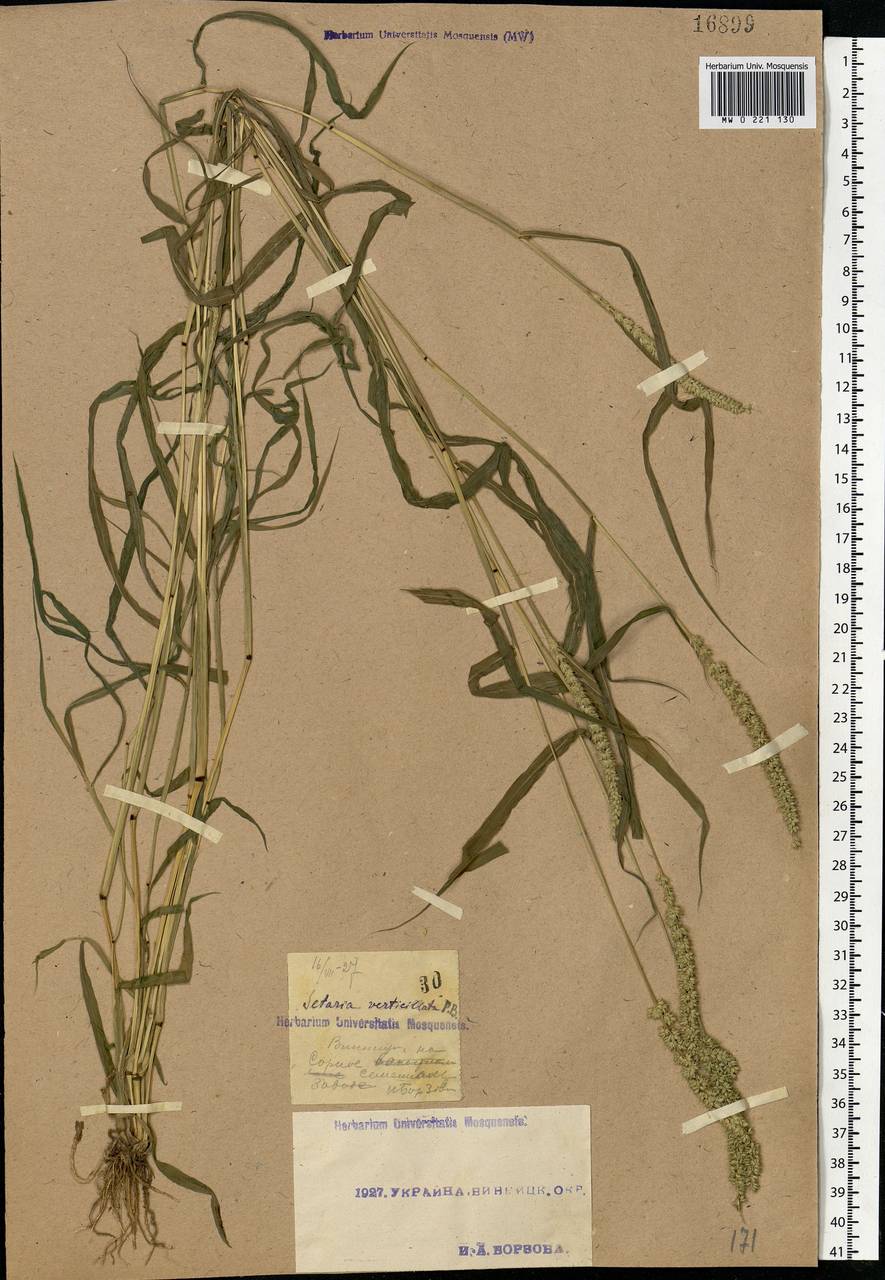 Setaria verticillata (L.) P.Beauv., Eastern Europe, South Ukrainian region (E12) (Ukraine)