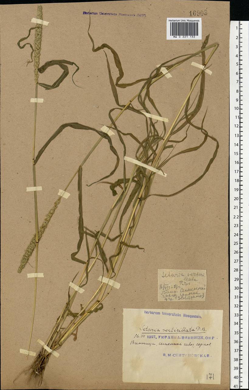 Setaria verticillata (L.) P.Beauv., Eastern Europe, South Ukrainian region (E12) (Ukraine)