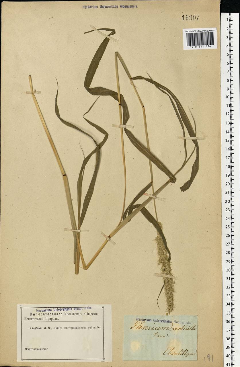 Setaria verticillata (L.) P.Beauv., Eastern Europe, South Ukrainian region (E12) (Ukraine)