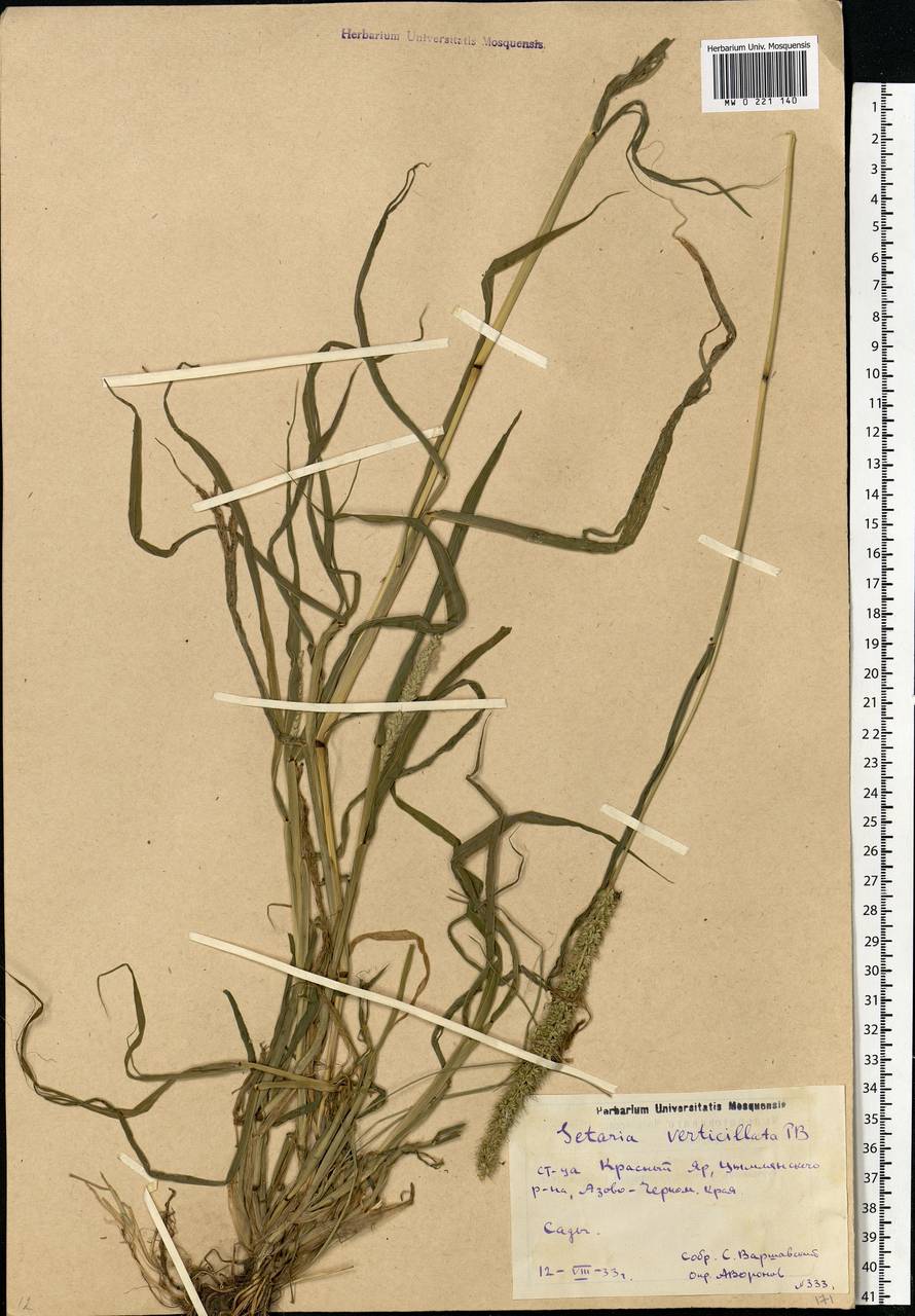 Setaria verticillata (L.) P.Beauv., Eastern Europe, Rostov Oblast (E12a) (Russia)