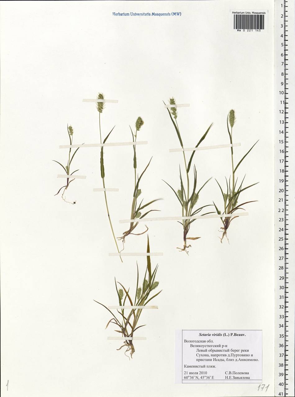 Setaria viridis (L.) P.Beauv., Eastern Europe, Northern region (E1) (Russia)