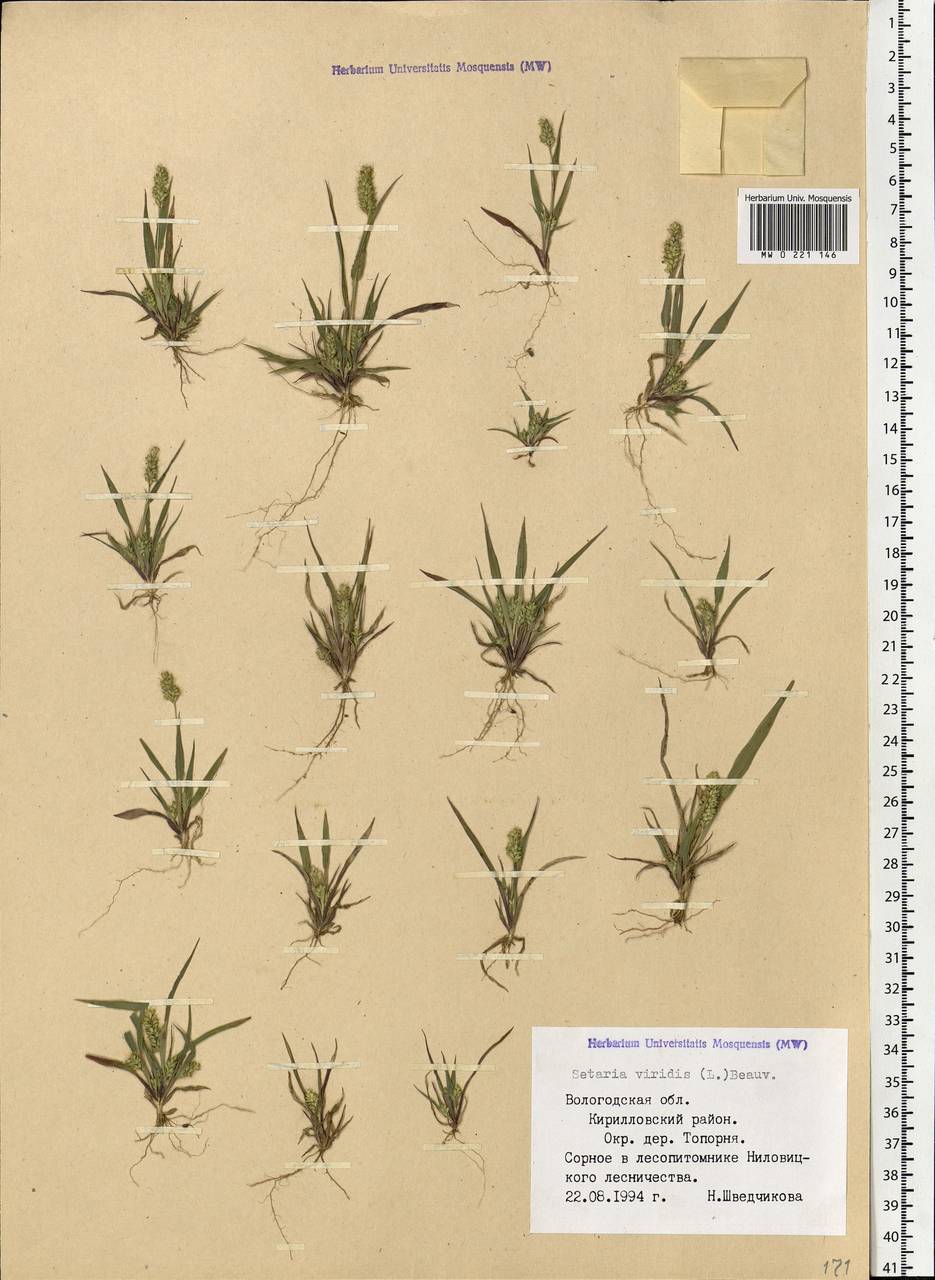 Setaria viridis (L.) P.Beauv., Eastern Europe, Northern region (E1) (Russia)