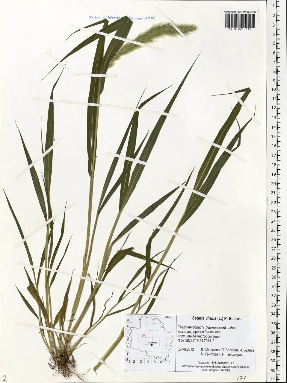 Setaria viridis (L.) P.Beauv., Eastern Europe, North-Western region (E2) (Russia)