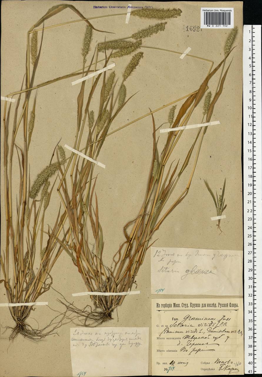 Setaria viridis (L.) P.Beauv., Eastern Europe, North-Western region (E2) (Russia)