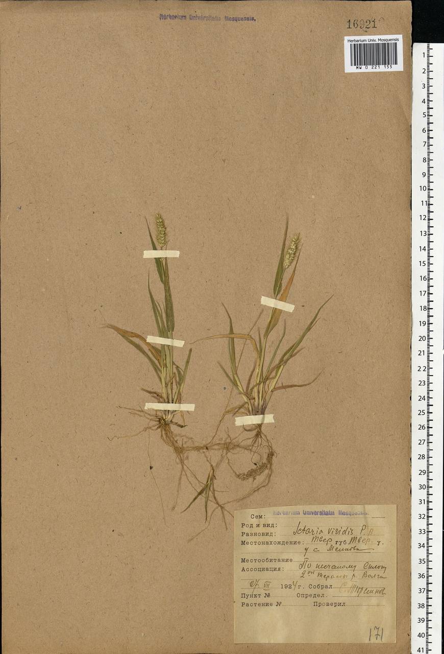 Setaria viridis (L.) P.Beauv., Eastern Europe, North-Western region (E2) (Russia)