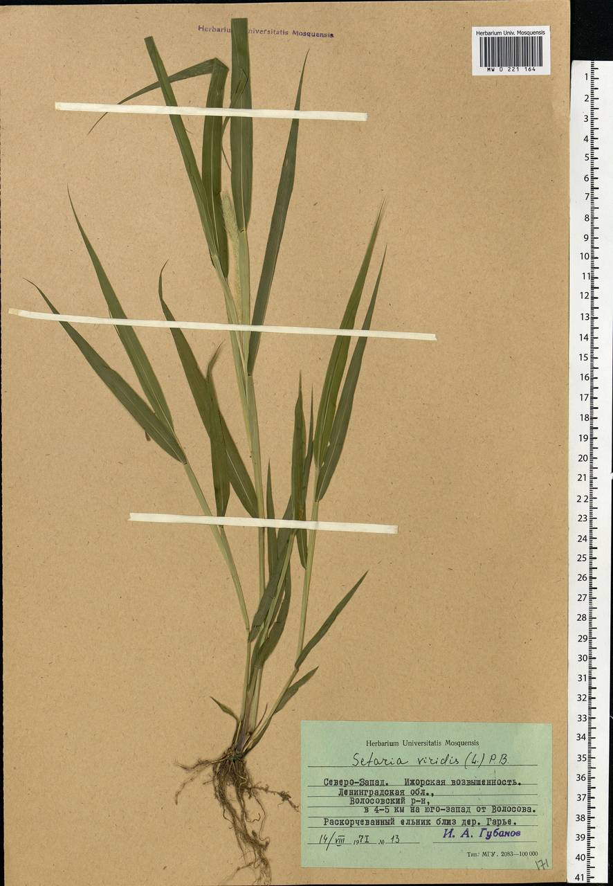 Setaria viridis (L.) P.Beauv., Eastern Europe, North-Western region (E2) (Russia)