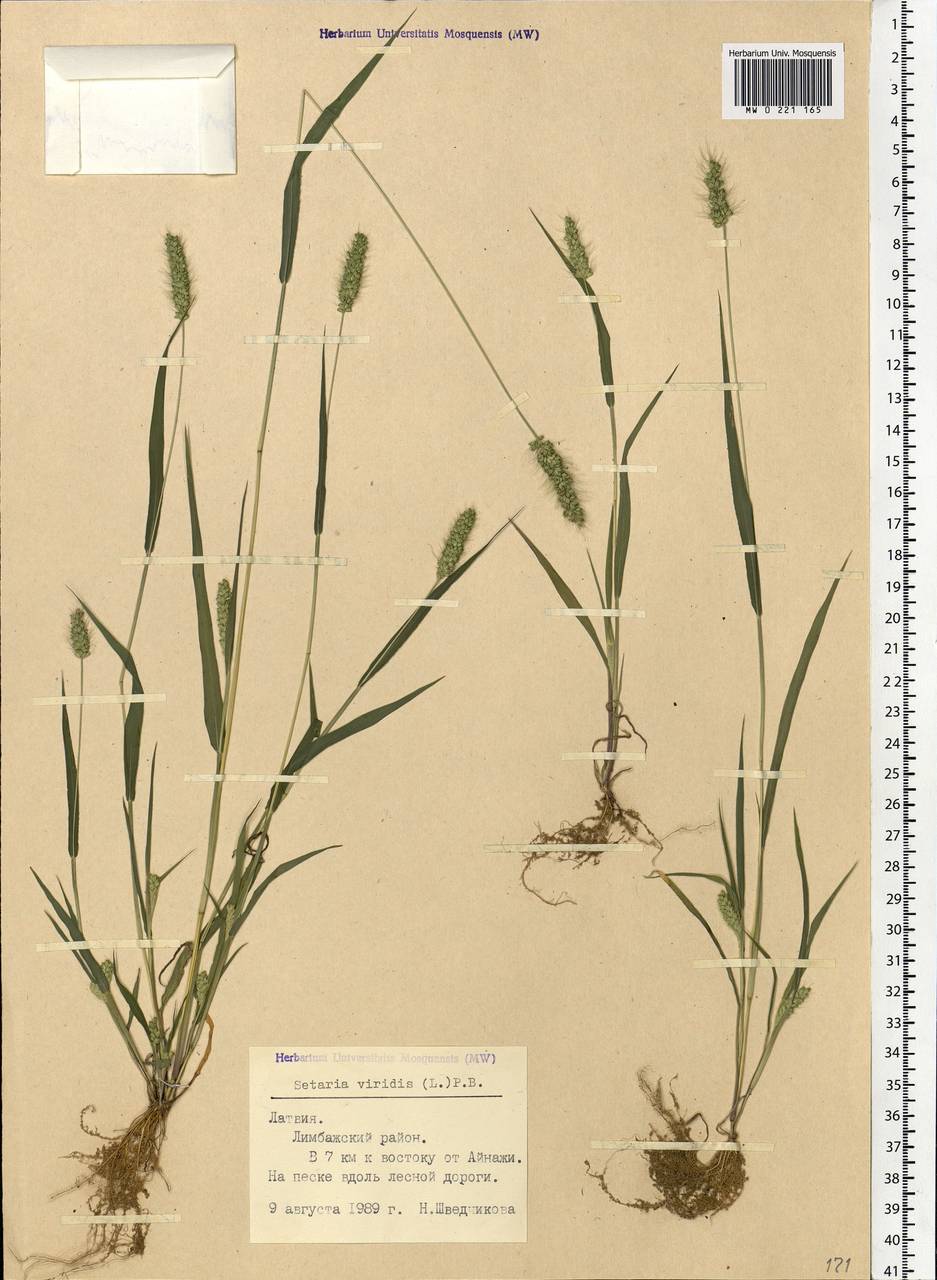 Setaria viridis (L.) P.Beauv., Eastern Europe, Latvia (E2b) (Latvia)