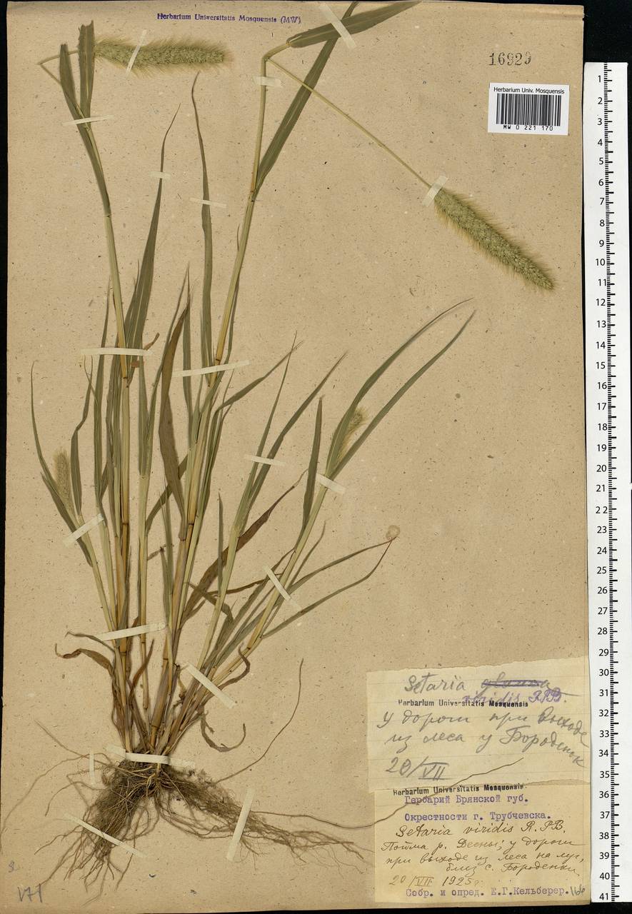 Setaria viridis (L.) P.Beauv., Eastern Europe, Western region (E3) (Russia)