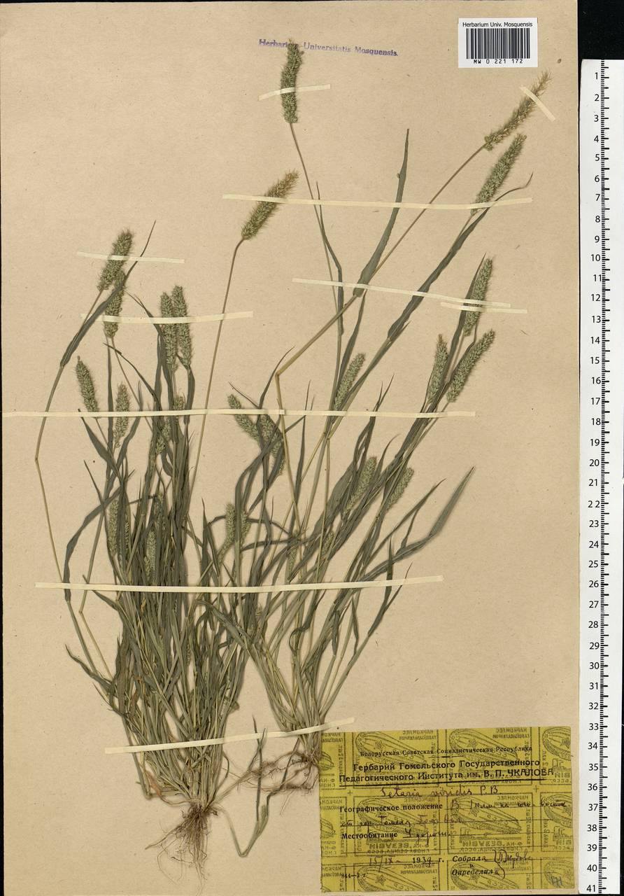 Setaria viridis (L.) P.Beauv., Eastern Europe, Belarus (E3a) (Belarus)