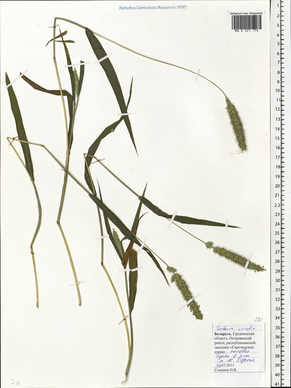 Setaria viridis (L.) P.Beauv., Eastern Europe, Belarus (E3a) (Belarus)