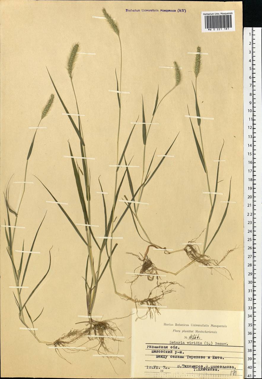 Setaria viridis (L.) P.Beauv., Eastern Europe, Central region (E4) (Russia)
