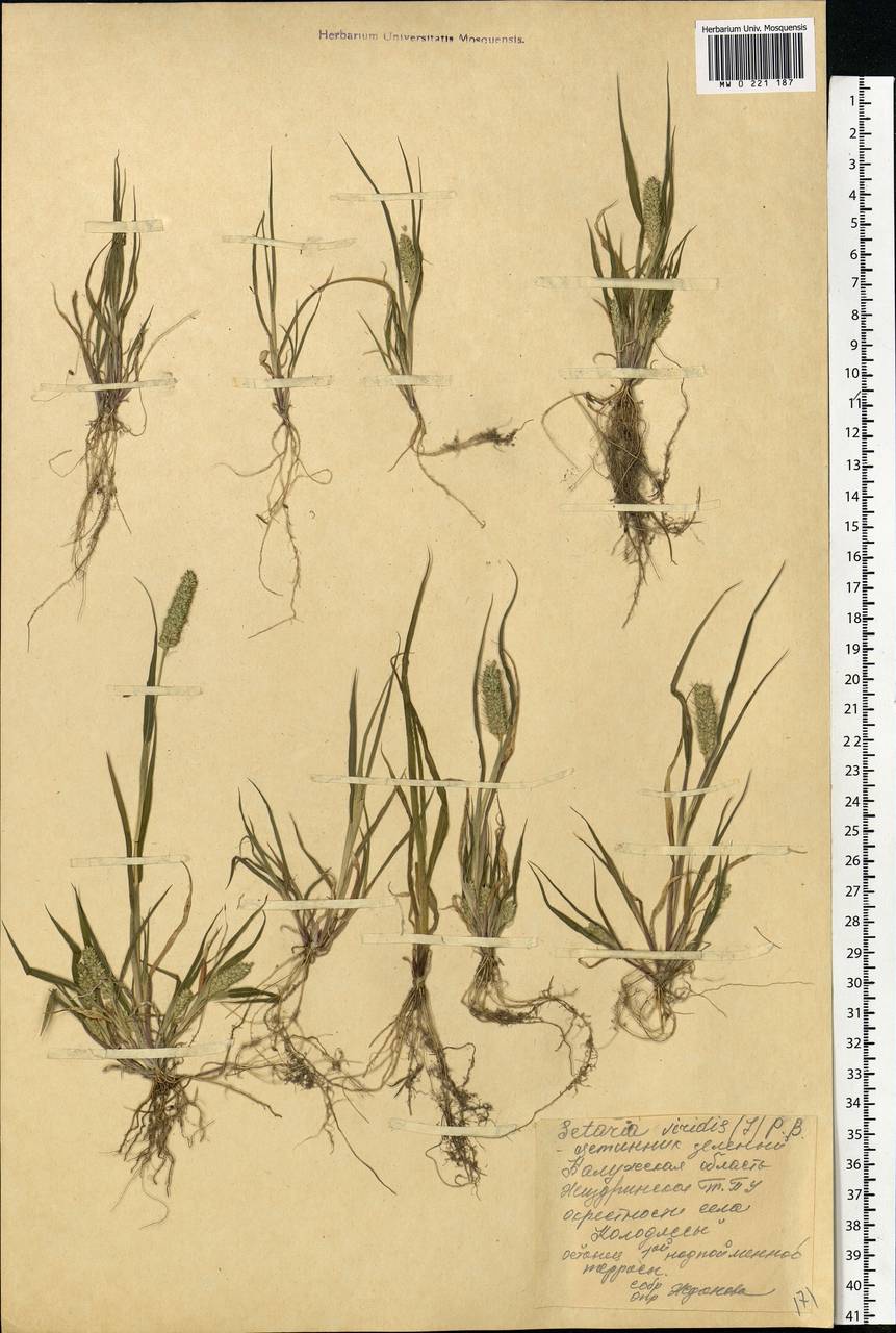 Setaria viridis (L.) P.Beauv., Eastern Europe, Central region (E4) (Russia)