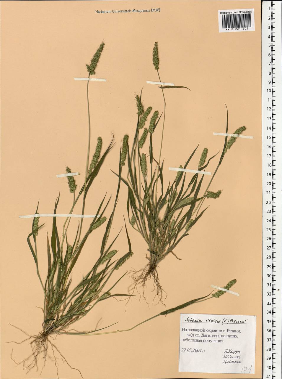 Setaria viridis (L.) P.Beauv., Eastern Europe, Central region (E4) (Russia)