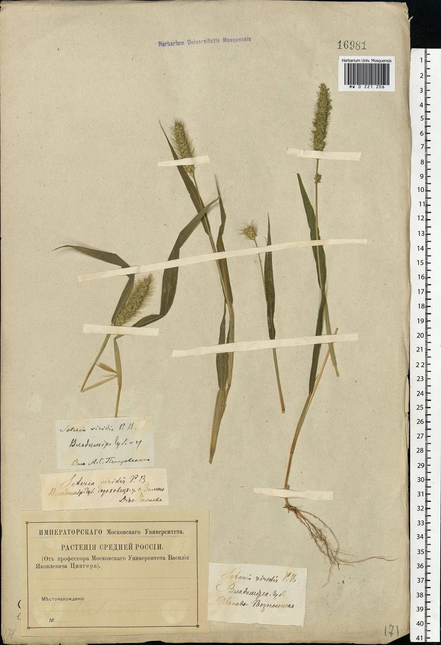 Setaria viridis (L.) P.Beauv., Eastern Europe, Central region (E4) (Russia)