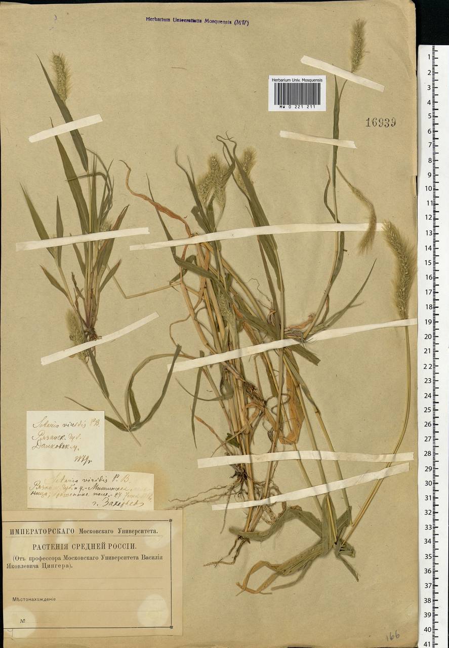 Setaria viridis (L.) P.Beauv., Eastern Europe, Central forest-and-steppe region (E6) (Russia)