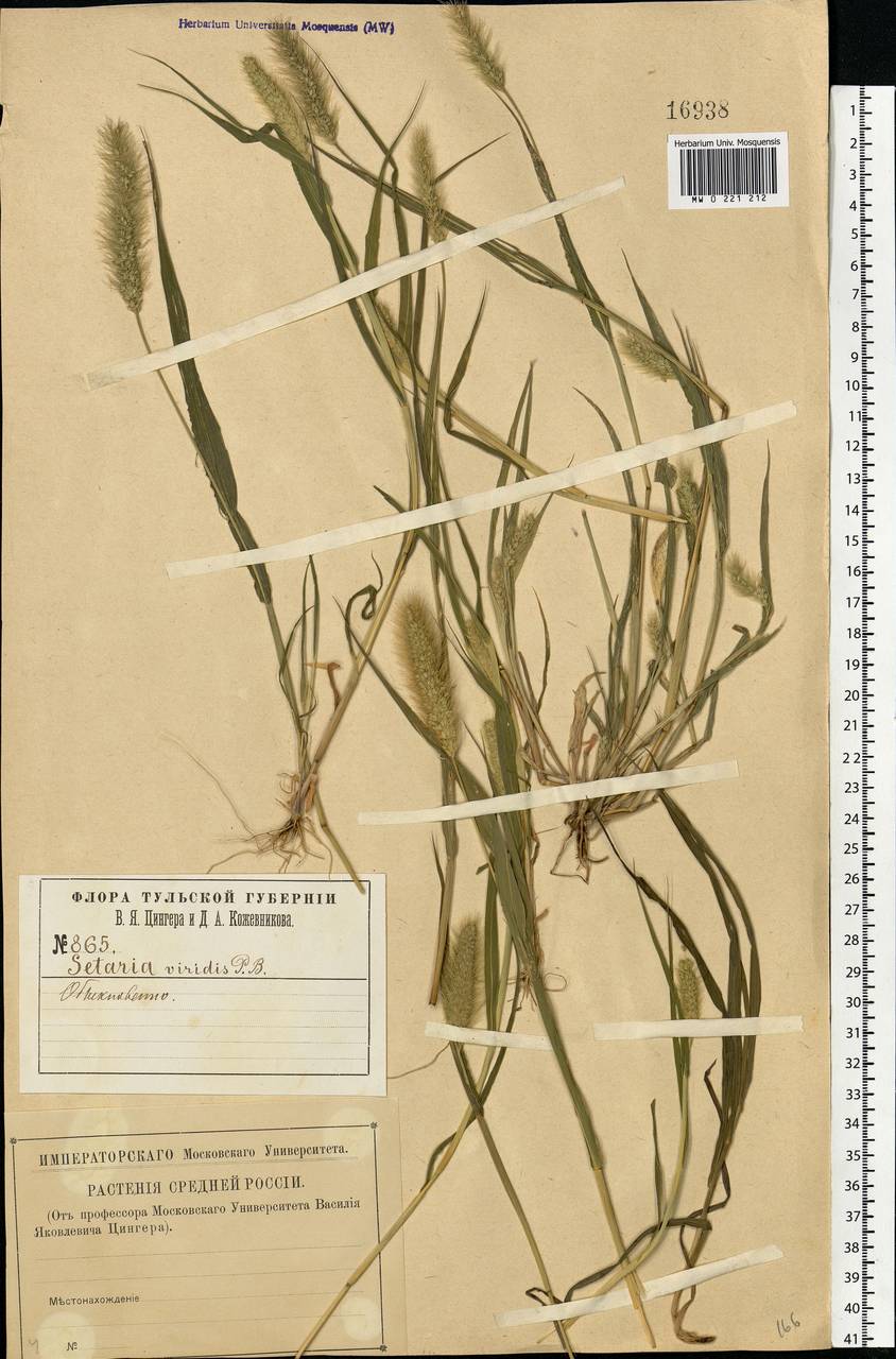 Setaria viridis (L.) P.Beauv., Eastern Europe, Central region (E4) (Russia)