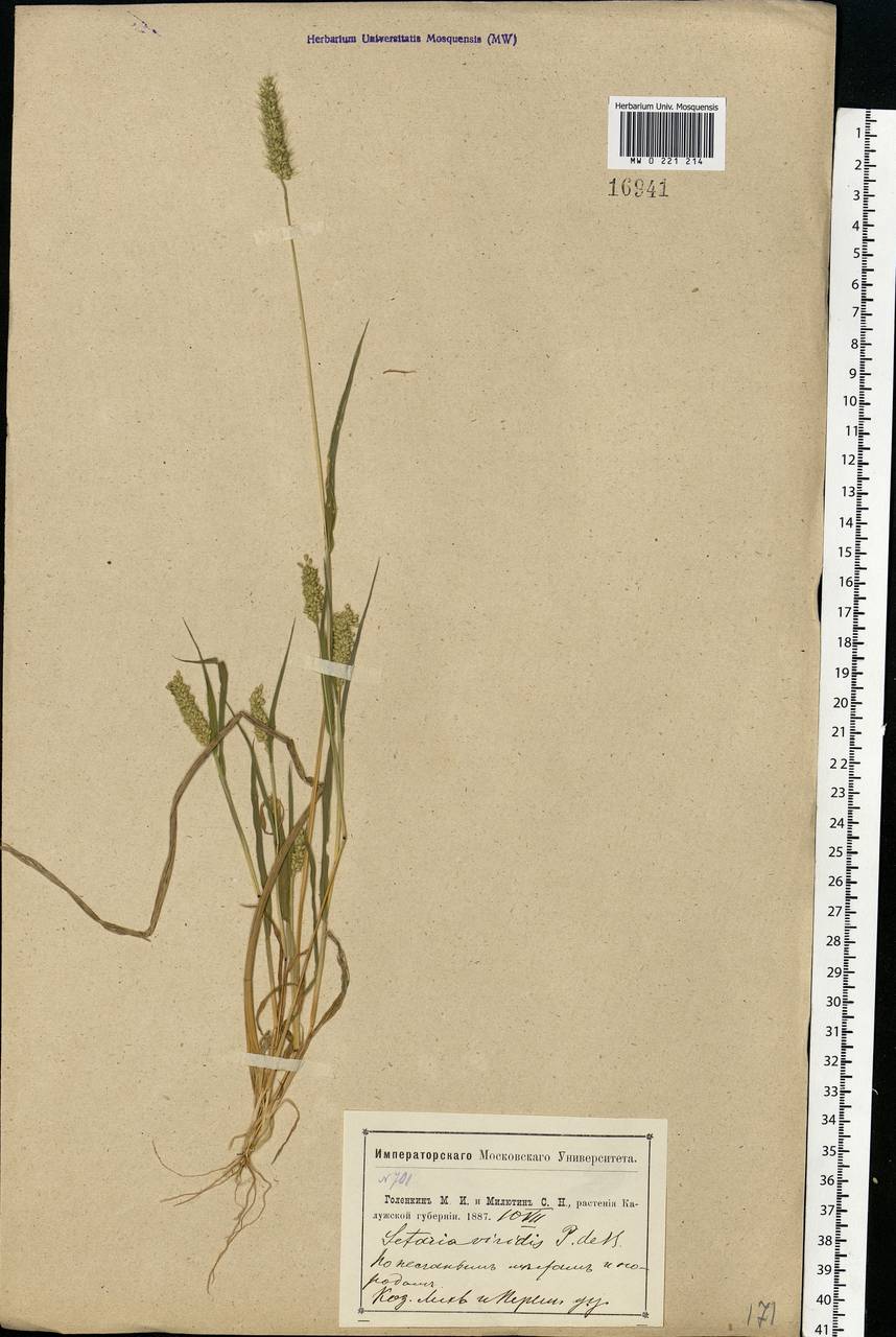 Setaria viridis (L.) P.Beauv., Eastern Europe, Central region (E4) (Russia)