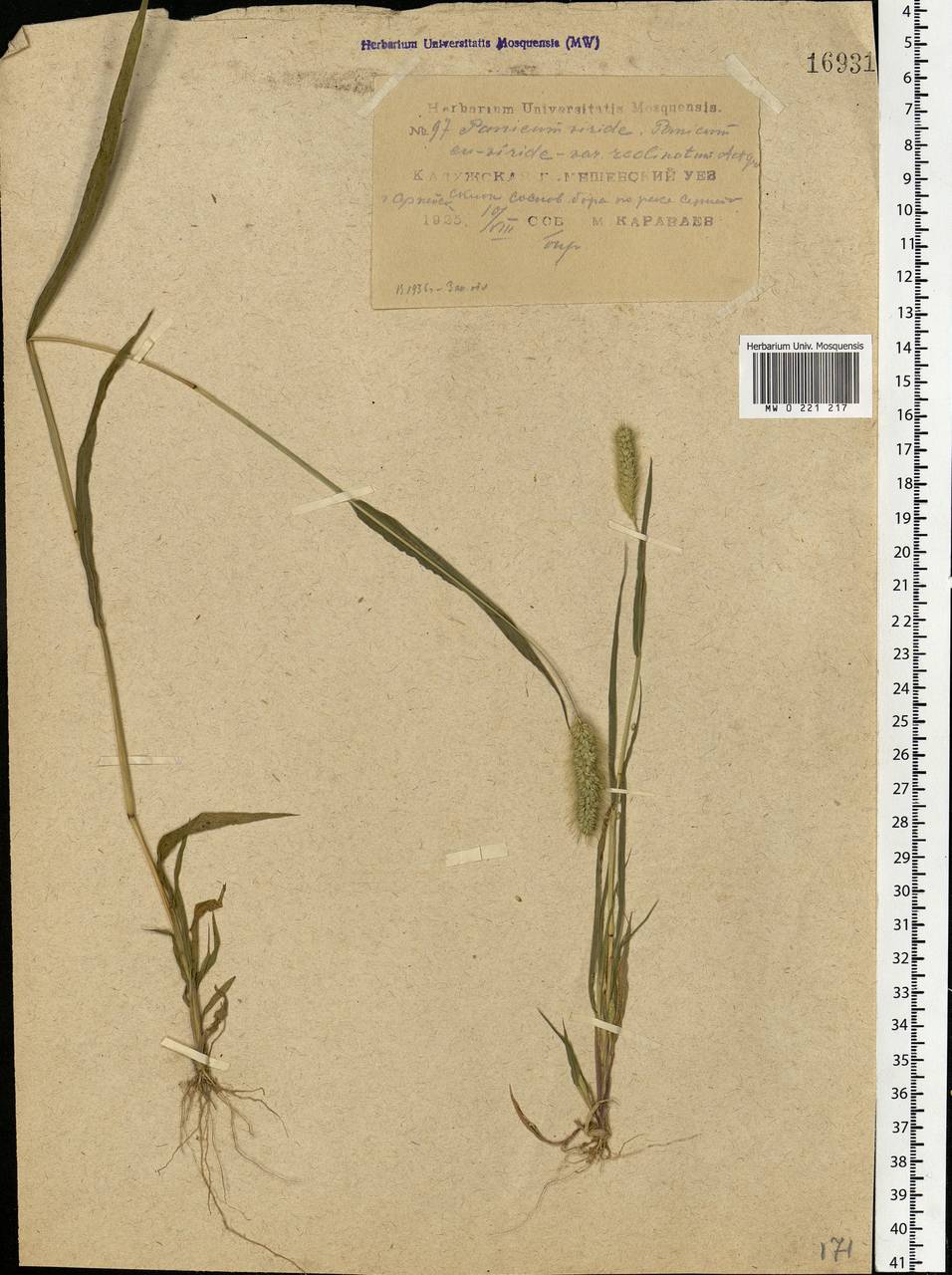 Setaria viridis (L.) P.Beauv., Eastern Europe, Central region (E4) (Russia)