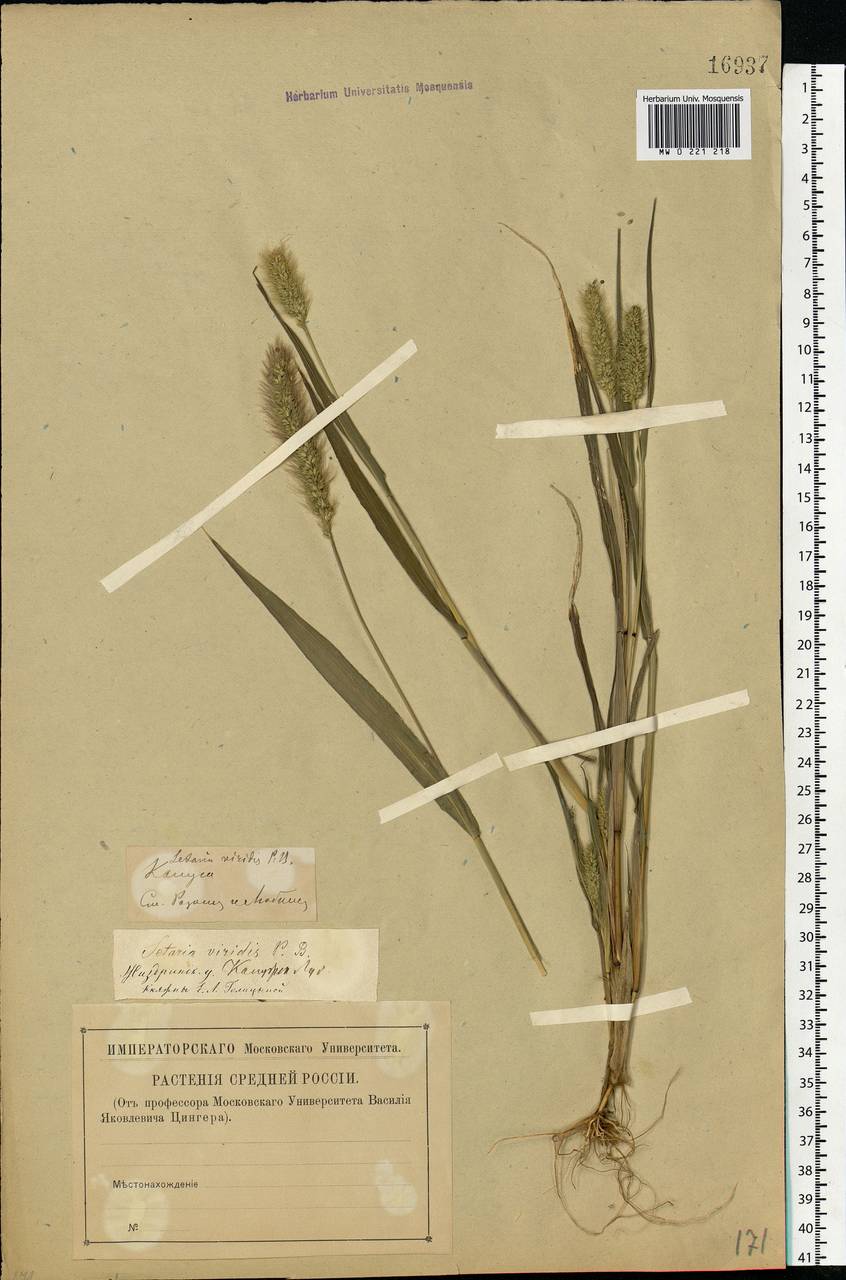 Setaria viridis (L.) P.Beauv., Eastern Europe, Central region (E4) (Russia)