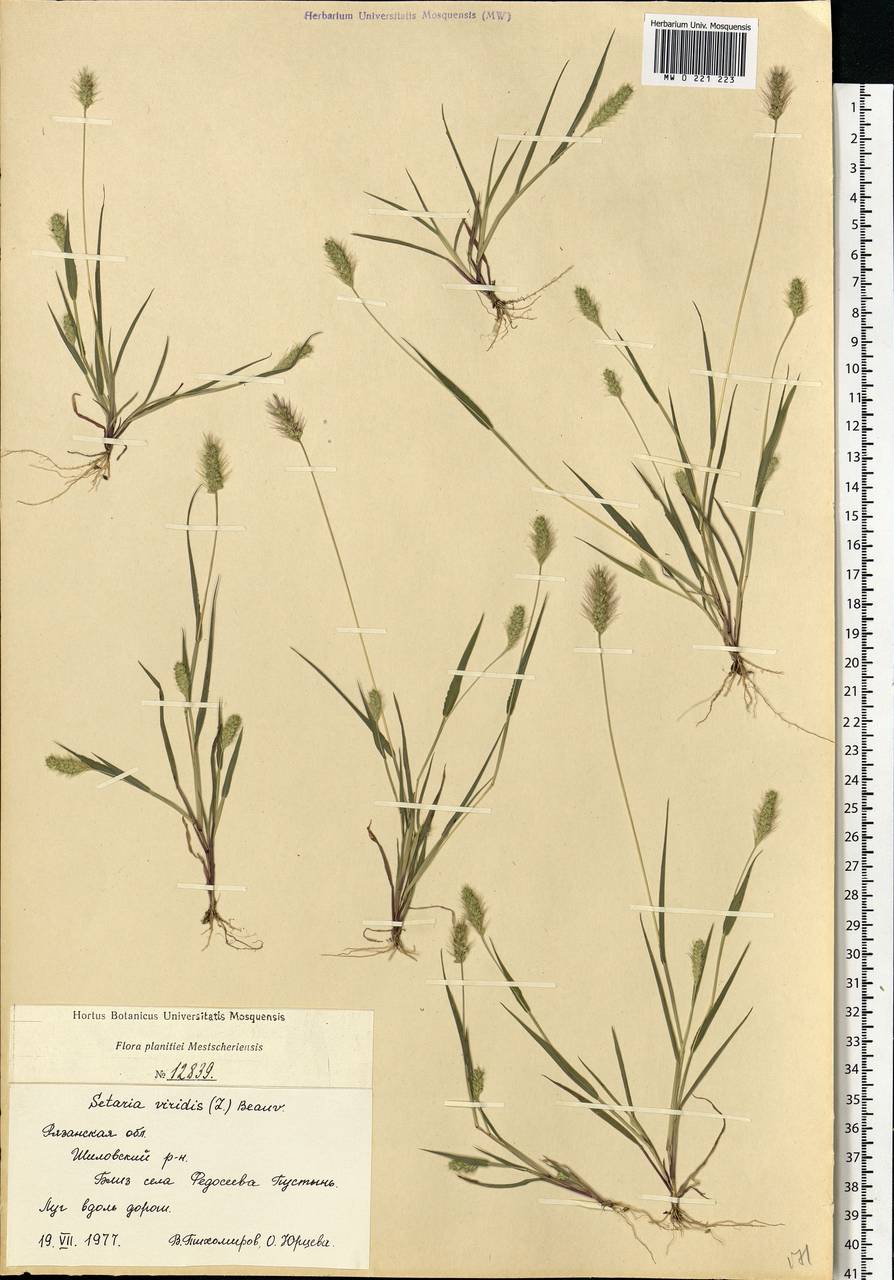 Setaria viridis (L.) P.Beauv., Eastern Europe, Central region (E4) (Russia)