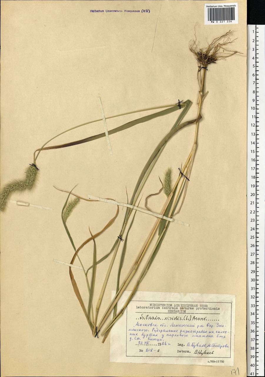 Setaria viridis (L.) P.Beauv., Eastern Europe, Moscow region (E4a) (Russia)