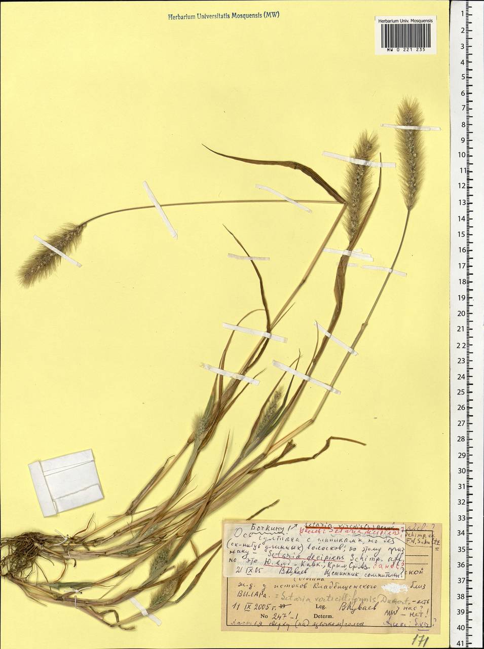 Setaria viridis (L.) P.Beauv., Eastern Europe, Moscow region (E4a) (Russia)