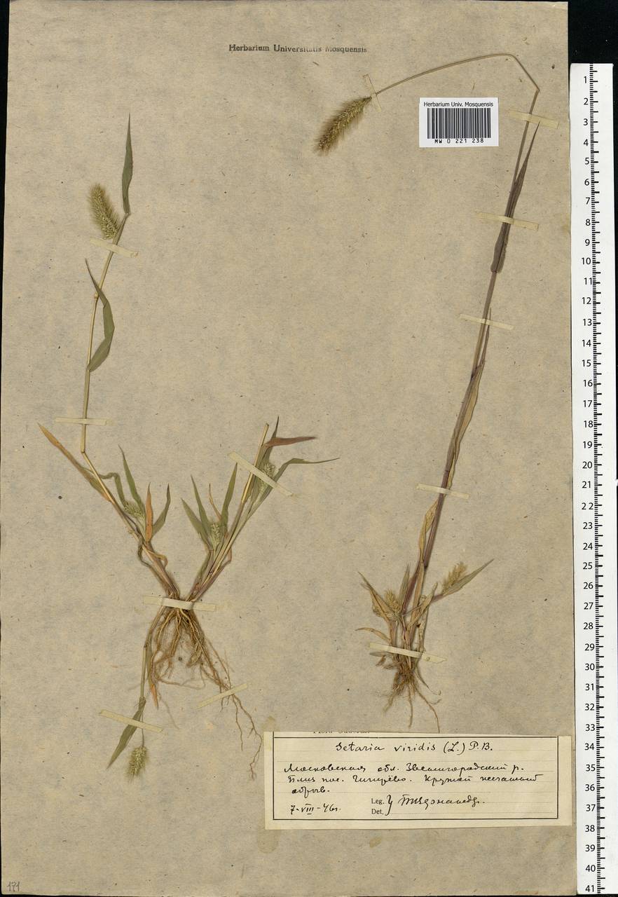 Setaria viridis (L.) P.Beauv., Eastern Europe, Moscow region (E4a) (Russia)
