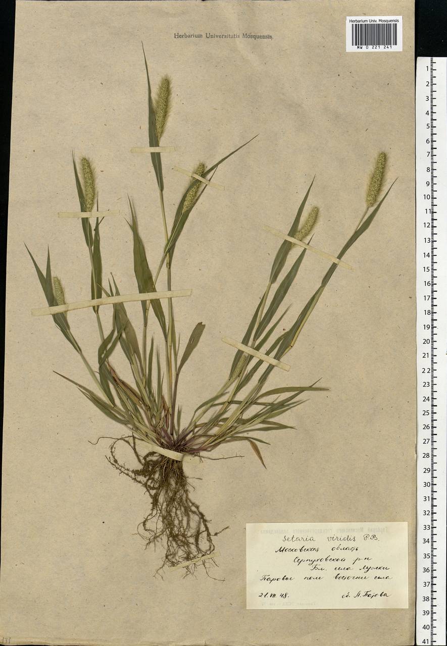 Setaria viridis (L.) P.Beauv., Eastern Europe, Moscow region (E4a) (Russia)