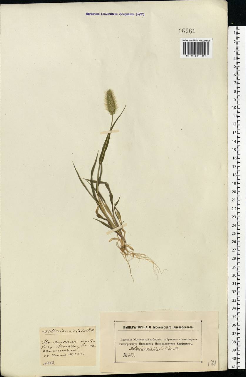 Setaria viridis (L.) P.Beauv., Eastern Europe, Moscow region (E4a) (Russia)