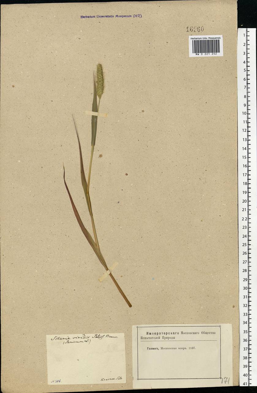 Setaria viridis (L.) P.Beauv., Eastern Europe, Moscow region (E4a) (Russia)