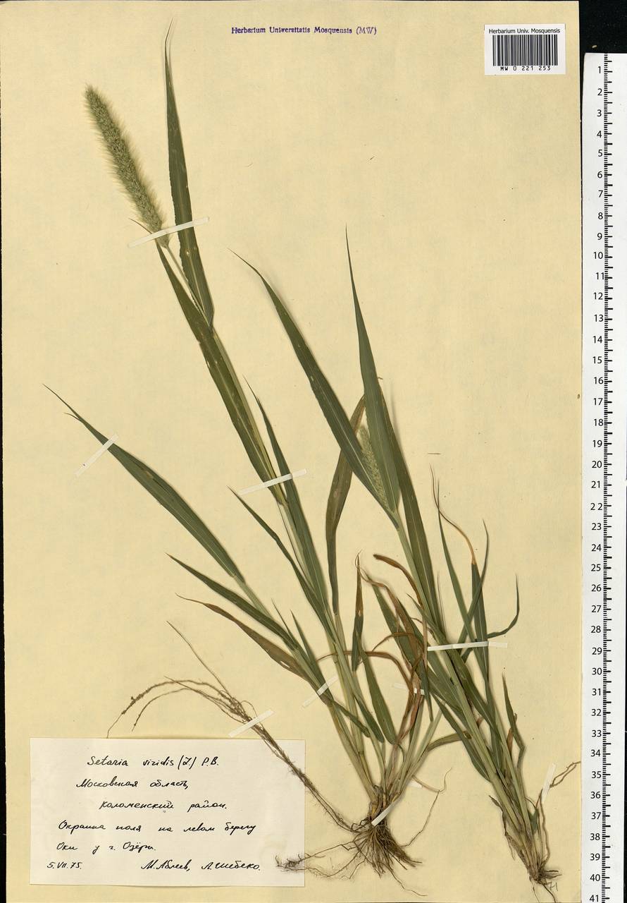 Setaria viridis (L.) P.Beauv., Eastern Europe, Moscow region (E4a) (Russia)