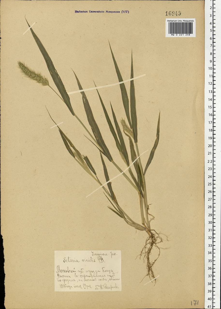 Setaria viridis (L.) P.Beauv., Eastern Europe, Moscow region (E4a) (Russia)