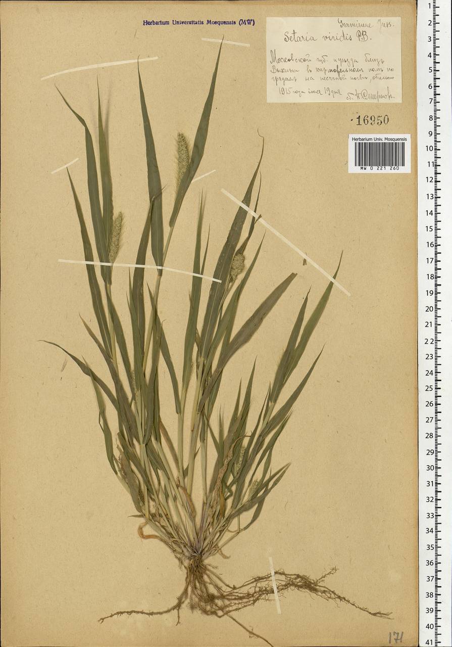 Setaria viridis (L.) P.Beauv., Eastern Europe, Moscow region (E4a) (Russia)