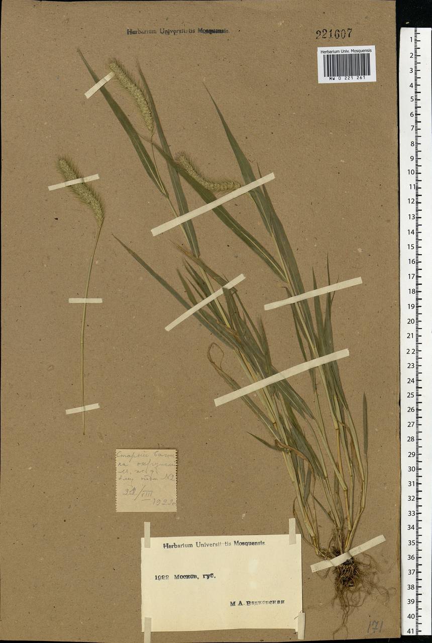 Setaria viridis (L.) P.Beauv., Eastern Europe, Moscow region (E4a) (Russia)