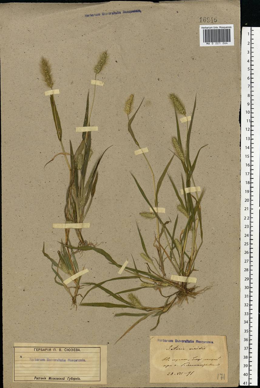 Setaria viridis (L.) P.Beauv., Eastern Europe, Moscow region (E4a) (Russia)