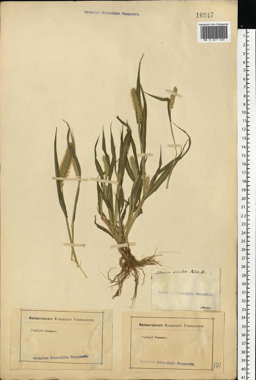 Setaria viridis (L.) P.Beauv., Eastern Europe, Moscow region (E4a) (Russia)
