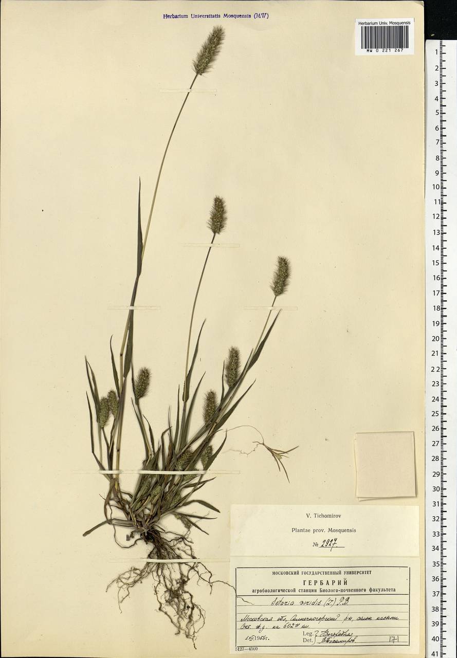 Setaria viridis (L.) P.Beauv., Eastern Europe, Moscow region (E4a) (Russia)