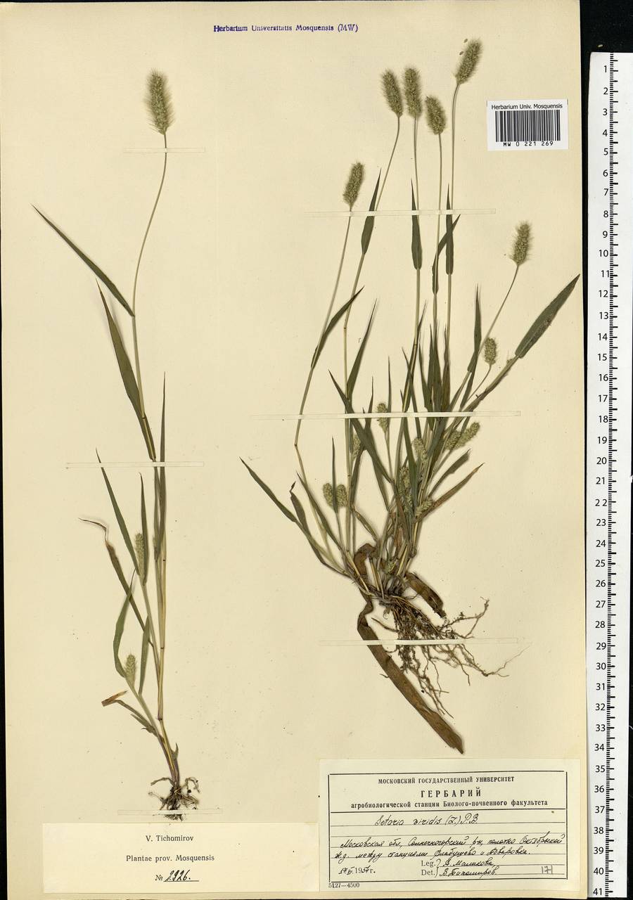 Setaria viridis (L.) P.Beauv., Eastern Europe, Moscow region (E4a) (Russia)