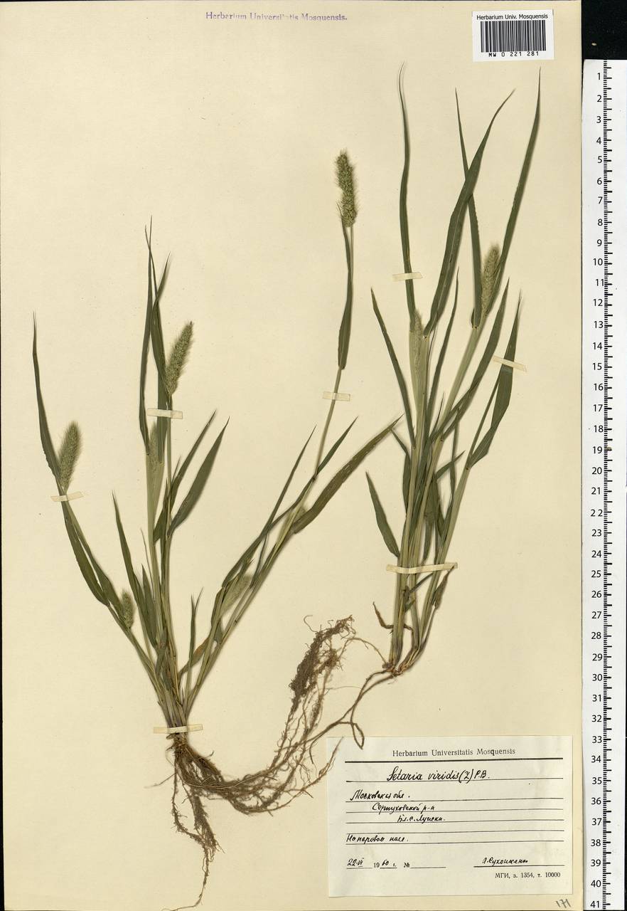 Setaria viridis (L.) P.Beauv., Eastern Europe, Moscow region (E4a) (Russia)