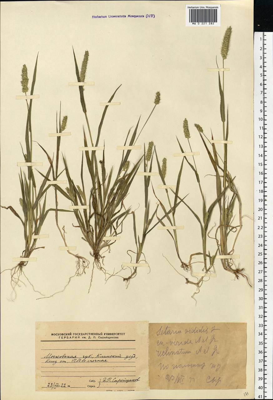 Setaria viridis (L.) P.Beauv., Eastern Europe, Moscow region (E4a) (Russia)