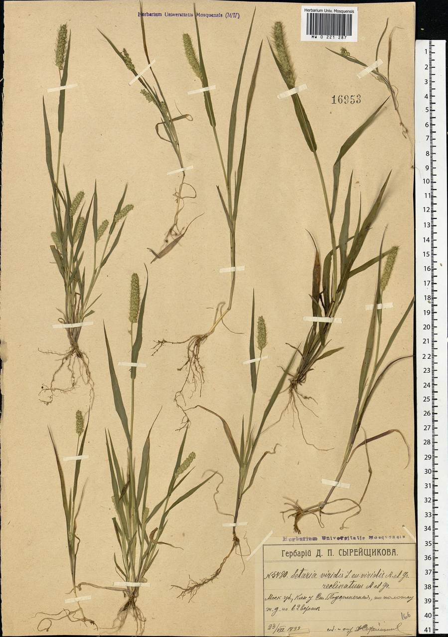 Setaria viridis (L.) P.Beauv., Eastern Europe, Moscow region (E4a) (Russia)