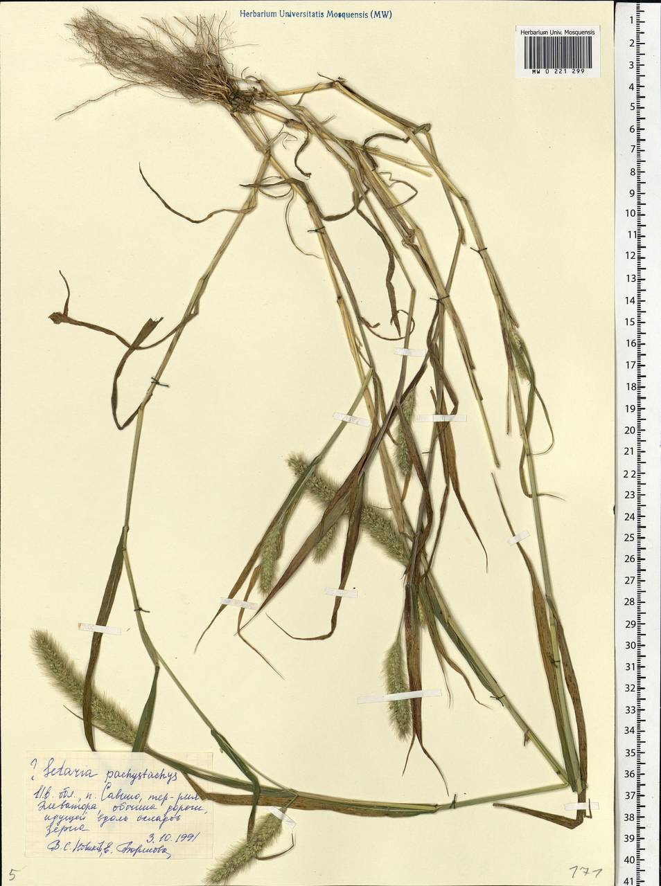 Setaria viridis (L.) P.Beauv., Eastern Europe, Central forest region (E5) (Russia)