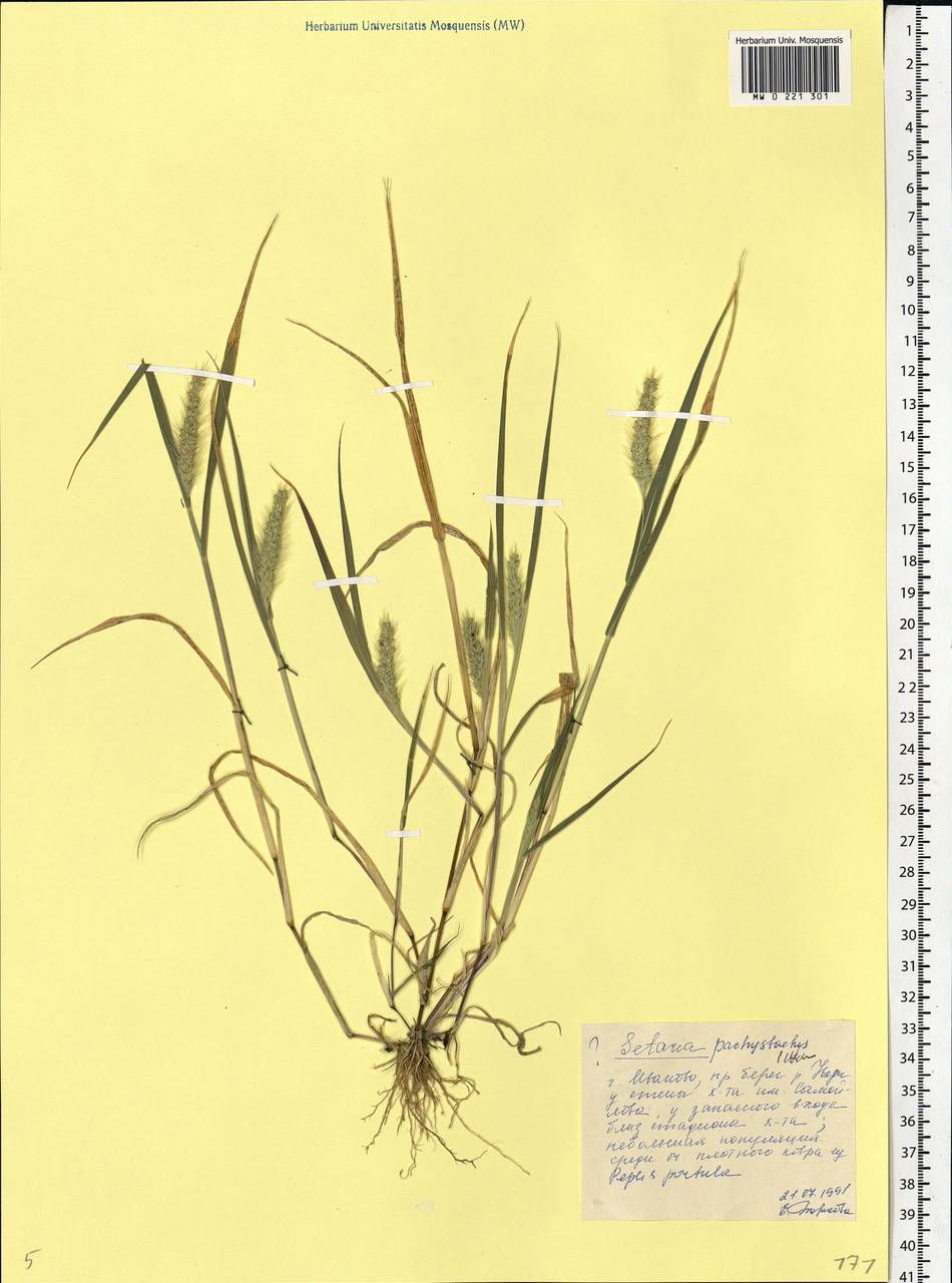 Setaria viridis (L.) P.Beauv., Eastern Europe, Central forest region (E5) (Russia)