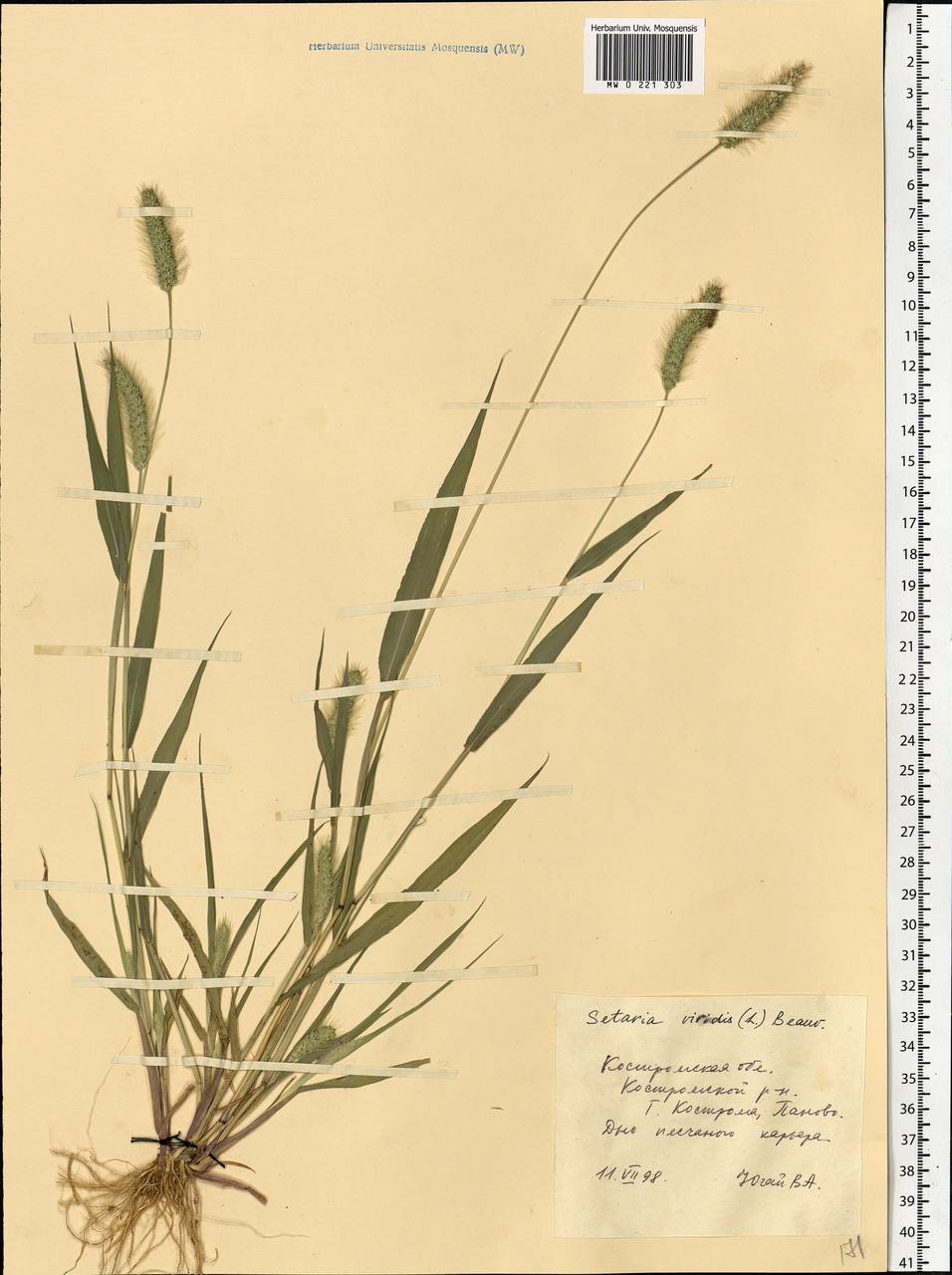 Setaria viridis (L.) P.Beauv., Eastern Europe, Central forest region (E5) (Russia)