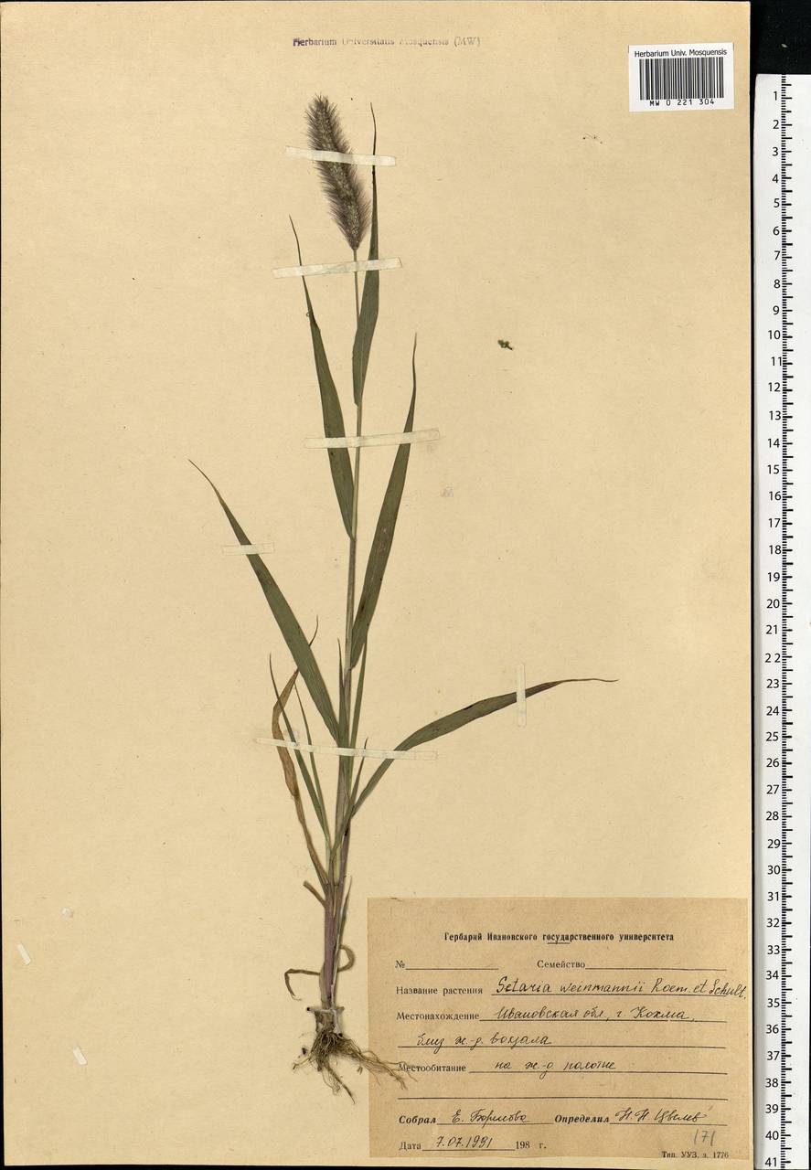 Setaria viridis (L.) P.Beauv., Eastern Europe, Central forest region (E5) (Russia)