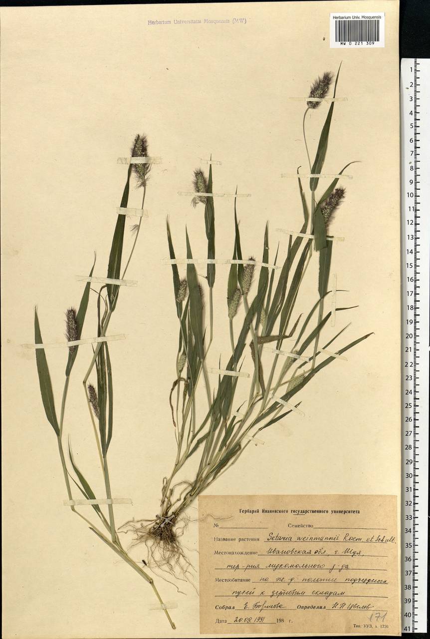 Setaria viridis (L.) P.Beauv., Eastern Europe, Central forest region (E5) (Russia)