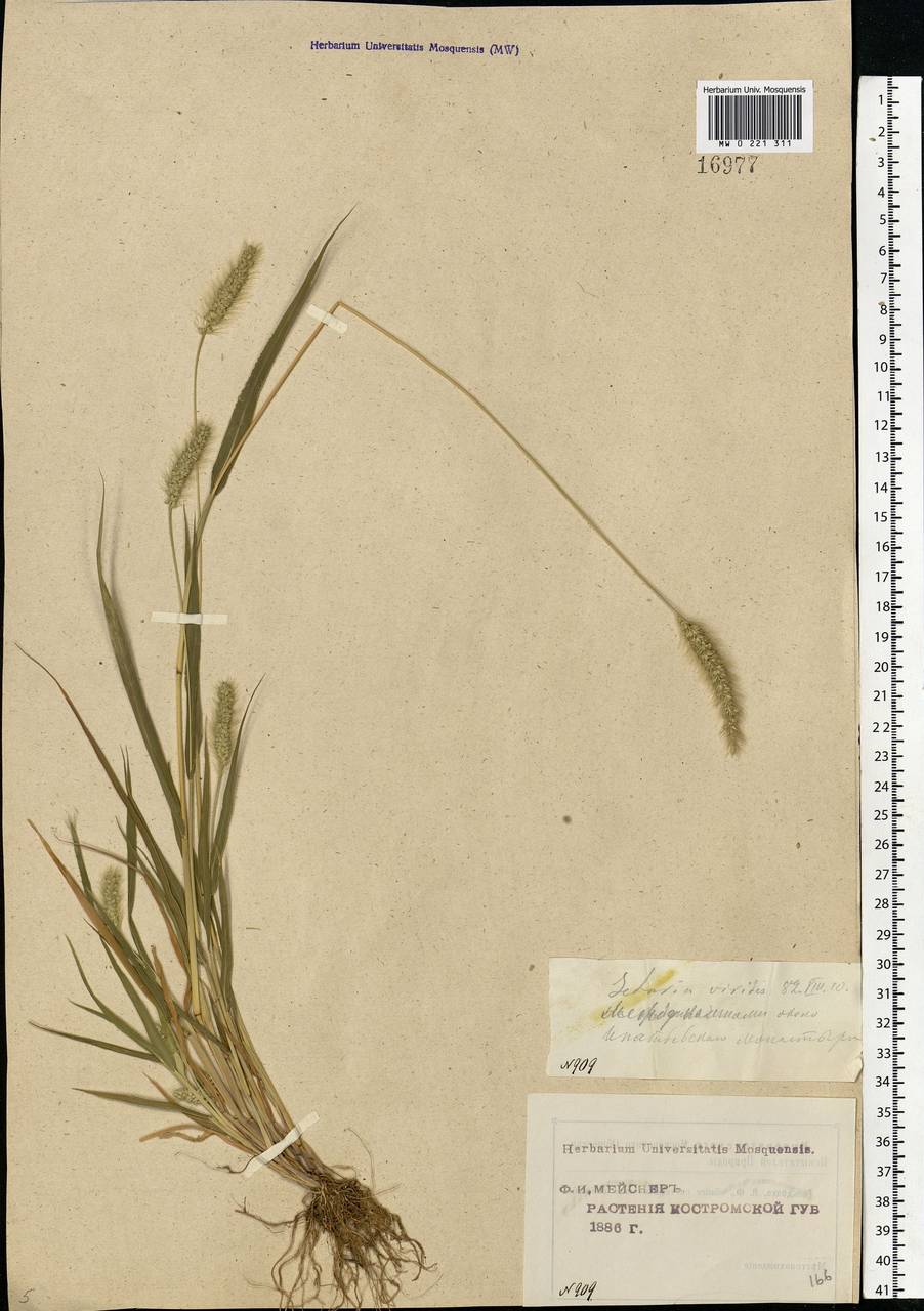 Setaria viridis (L.) P.Beauv., Eastern Europe, Central forest region (E5) (Russia)