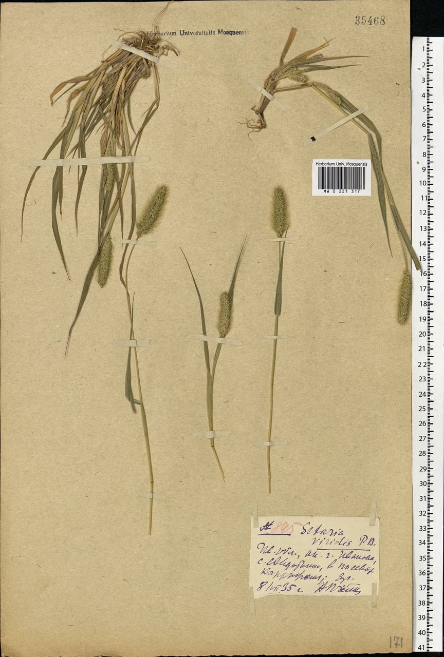 Setaria viridis (L.) P.Beauv., Eastern Europe, Central forest region (E5) (Russia)